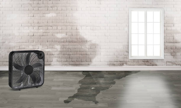 Best Mold removal after water damage  in Bennett, CO